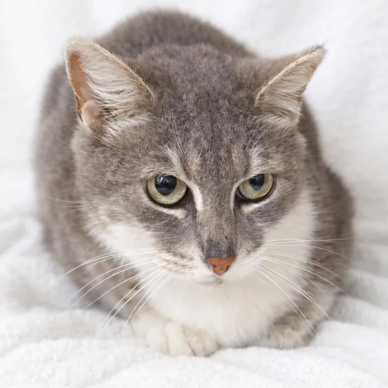 A young medium-sized female Torbie Domestic Short Hair cat named Gemma for adoption in Long Beach, CA