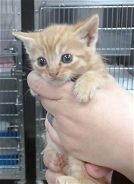 A baby small-sized male Domestic Short Hair cat named Thomas for adoption in Salinas, CA