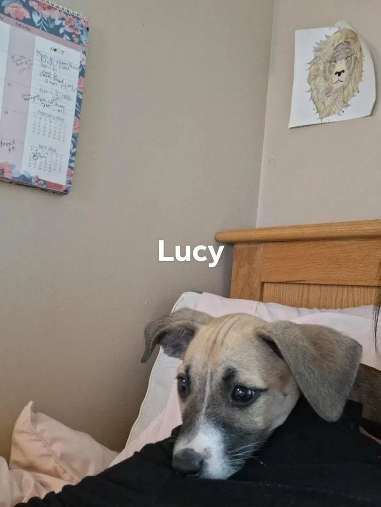 Lucy thumbnail 2