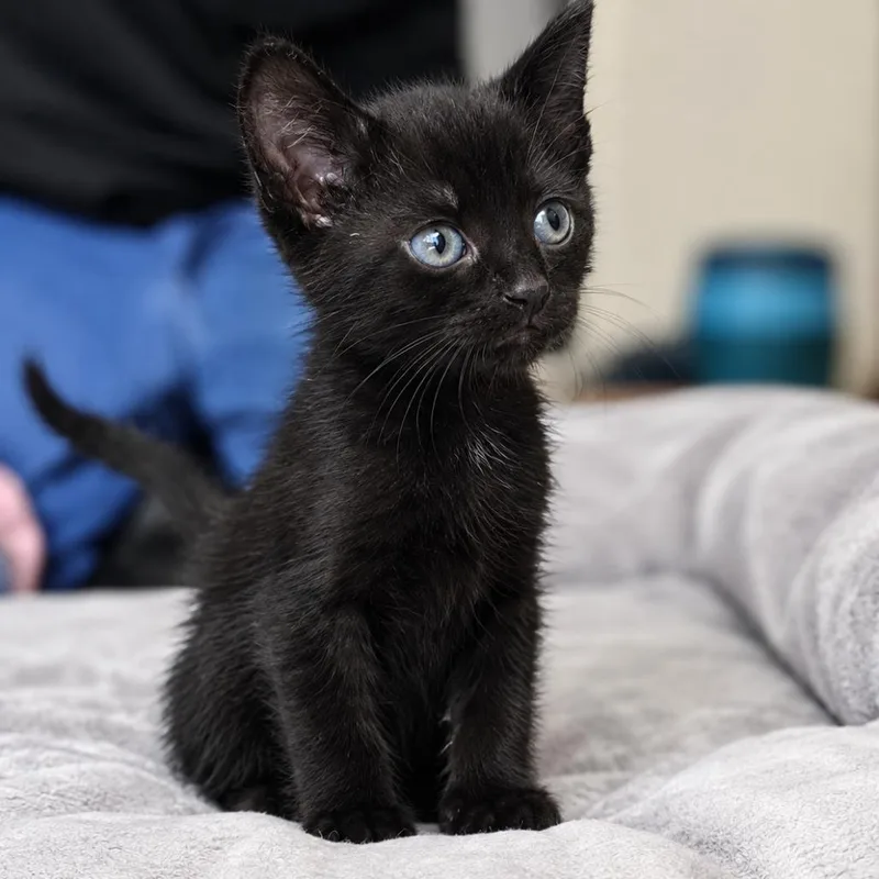 A baby small-sized male Black Domestic Short Hair cat named Fanta Werme for adoption in Las Vegas, NV