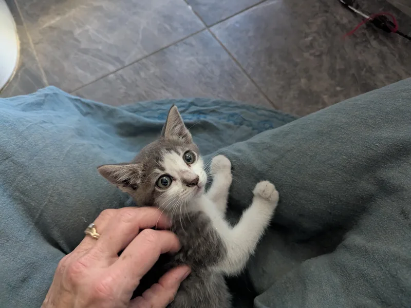 A baby small-sized female Domestic Short Hair cat named Rocket for adoption in Tracy, CA