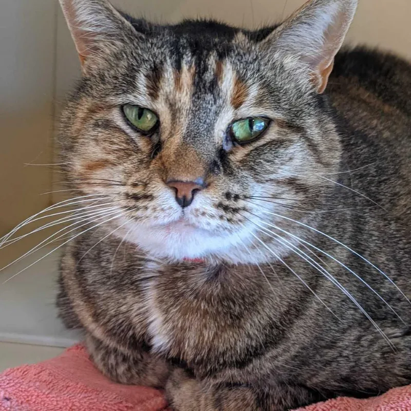 A senior extra large-sized female Domestic Short Hair cat named Penelope for adoption in Tampa, FL