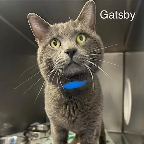 An adult large-sized male Gray / Blue / Silver Domestic Short Hair cat named Gatsby for adoption in Knoxville, TN