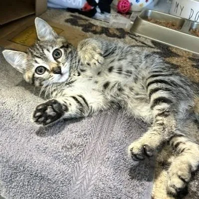 A baby small-sized male Brown / Chocolate Domestic Short Hair cat named Trent for adoption in Novelty, OH