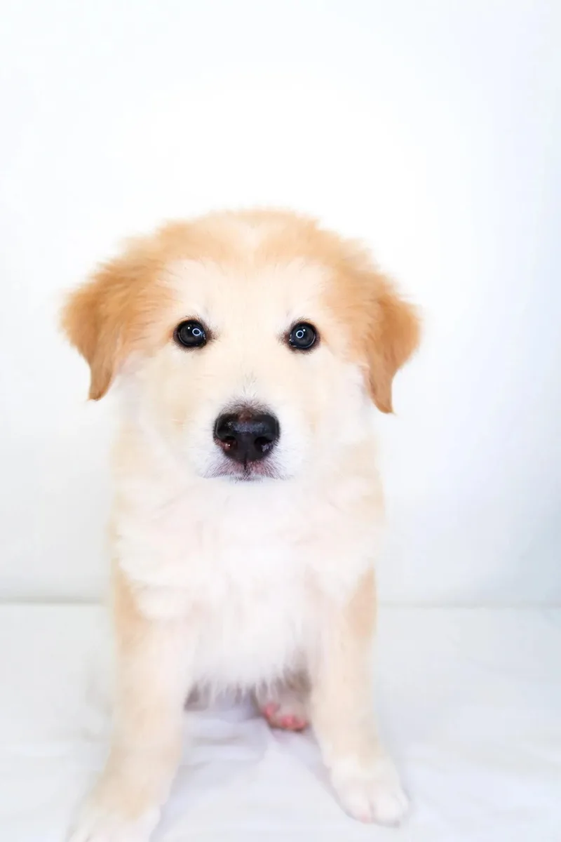 A baby medium-sized male White / Cream Great Pyrenees dog named Jesse for adoption in Bixby, OK
