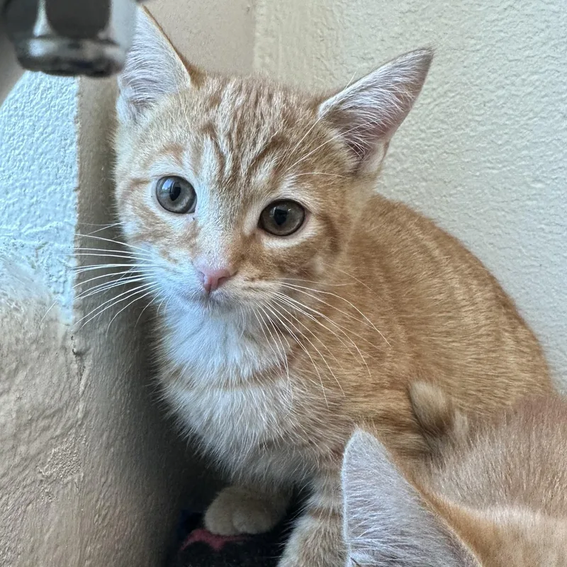 A baby small-sized male Domestic Short Hair cat named Tangelo for adoption in Manassas, VA