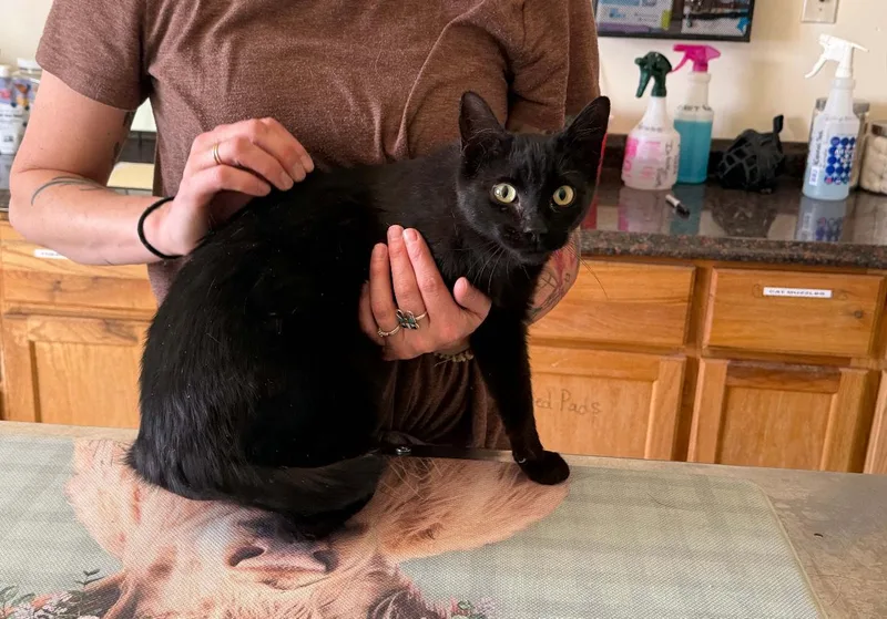 A baby medium-sized female Black Domestic Short Hair cat named Cricket for adoption in Dillon, MT