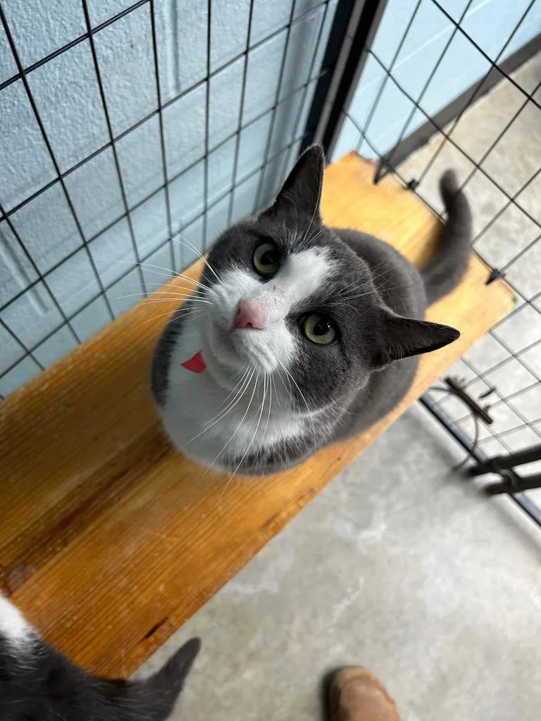 A young large-sized female Gray & White Domestic Short Hair cat named Cinnamon for adoption in Bryan, OH