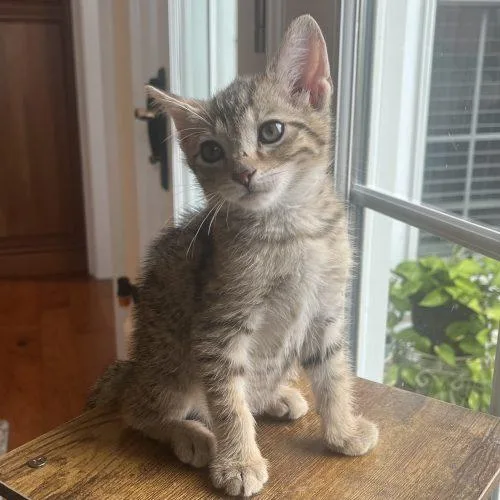 A baby small-sized female Tabby (Buff / Tan / Fawn) Domestic Short Hair cat named Rory for adoption in Knoxville, TN