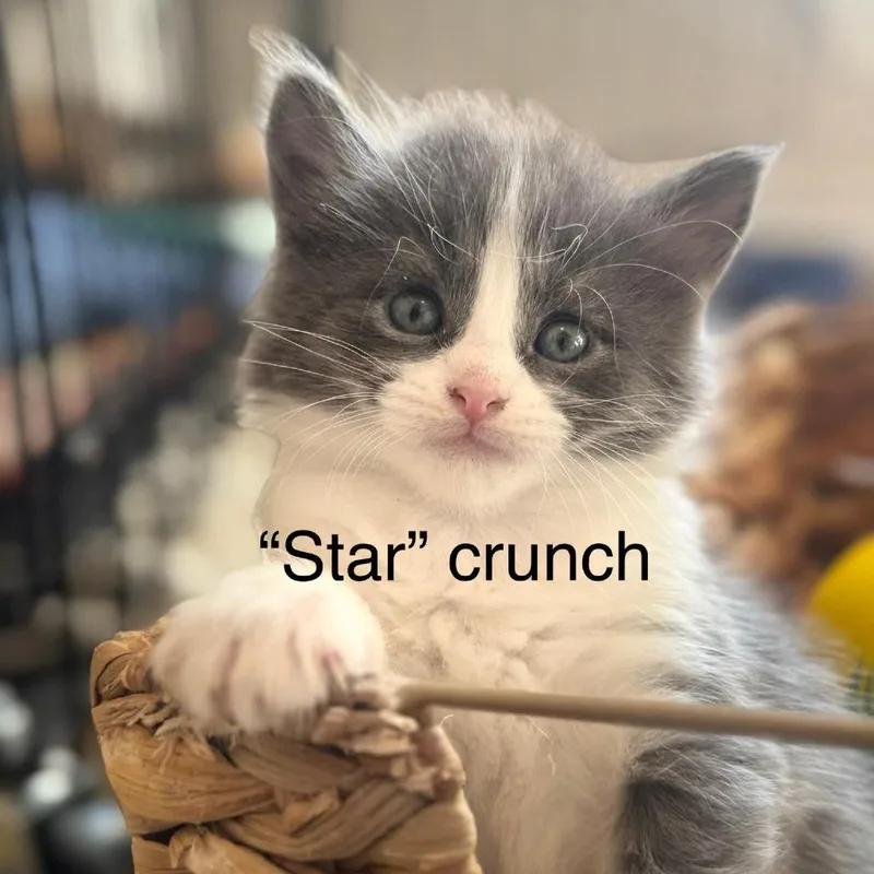 Star Crunch