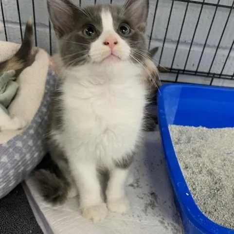 Star Crunch thumbnail 2