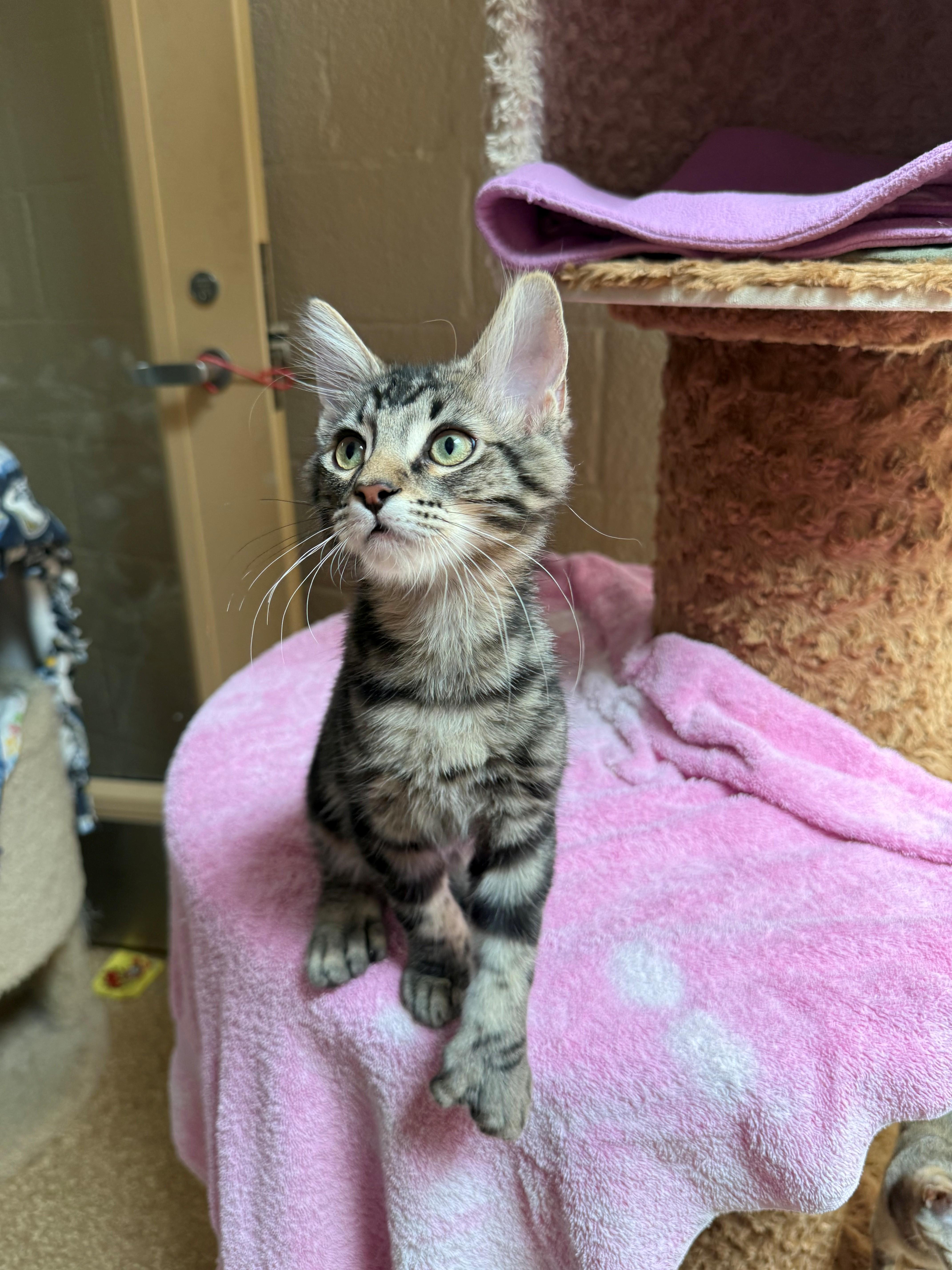 A young medium-sized male Tabby (Brown / Chocolate) Domestic Long Hair cat named Phillip for adoption in Laguna Beach, CA
