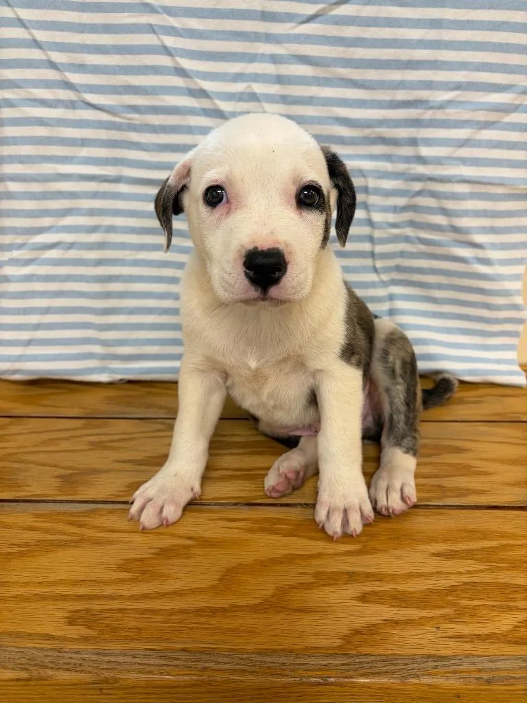 A baby medium-sized male Boxer dog named Haribo for adoption in Clinton, SC