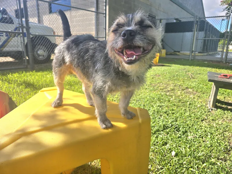 An adult small-sized male Gray / Blue / Silver Cairn Terrier dog named Harold for adoption in Friendswood, TX