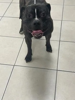 An adult medium-sized male Mixed Breed dog named Max for adoption in Largo, FL