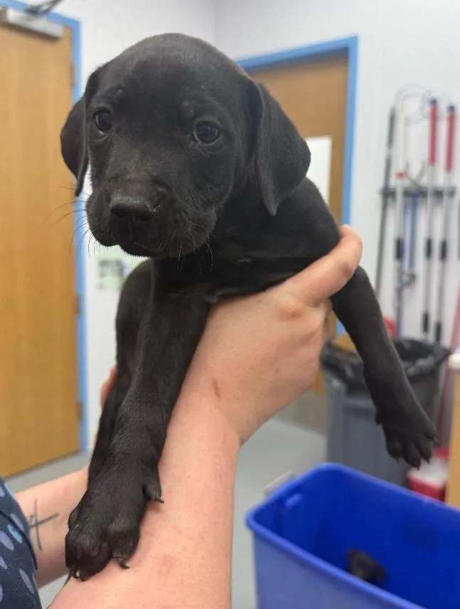 A baby small-sized male Labrador Retriever dog named Valor for adoption in Hartsville, SC
