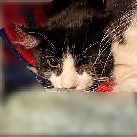 A young medium-sized female Black Domestic Short Hair cat named Tomatonater for adoption in Davenport, IA