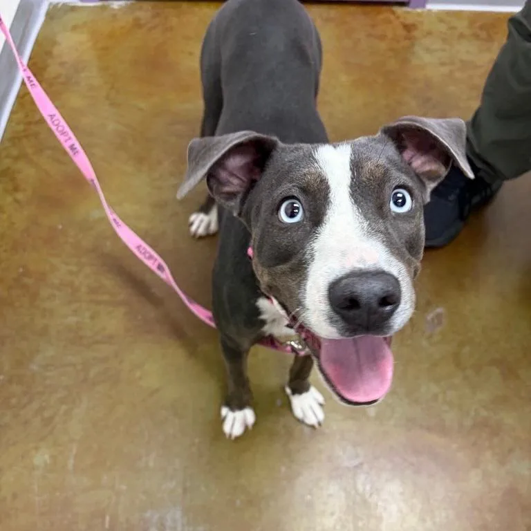 A young medium-sized female Black Pit Bull Terrier dog named Delilah for adoption in Albuquerque, NM