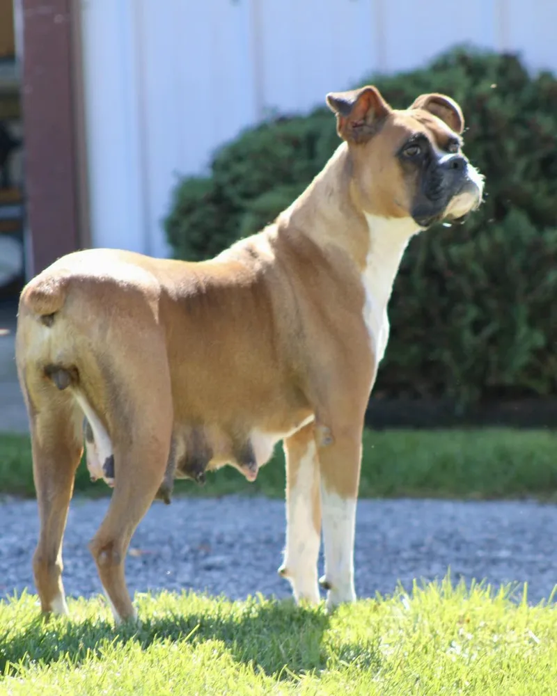 An adult large-sized female Boxer dog named Sheela for adoption in Monticello, NY