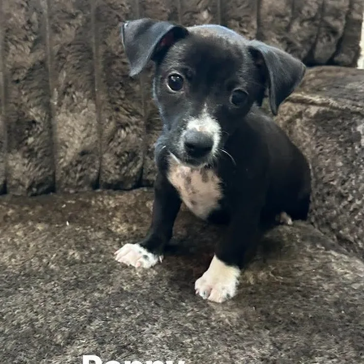 A baby small-sized female Chiweenie dog named Poppy for adoption in Winter haven, FL