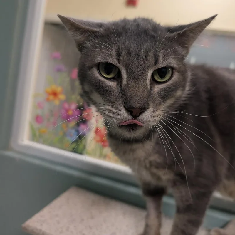 An adult large-sized male Gray / Blue / Silver Domestic Short Hair cat named Wampus for adoption in Titusville, FL