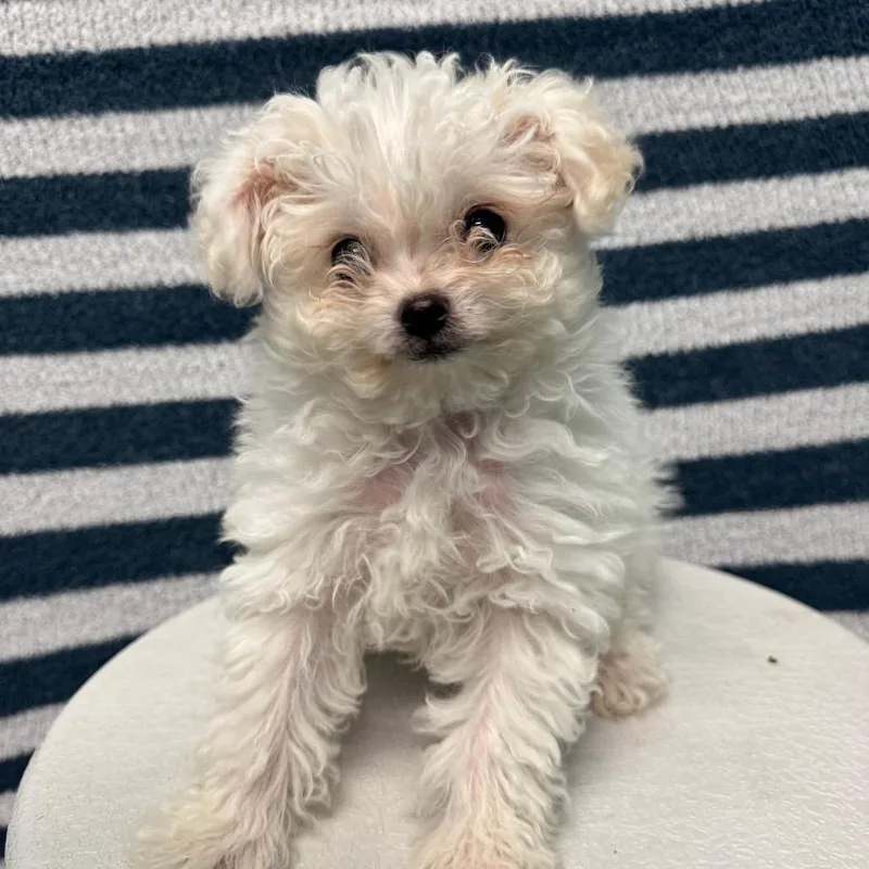 A baby small-sized male White / Cream Terrier dog named Ralph for adoption in Fresno, CA