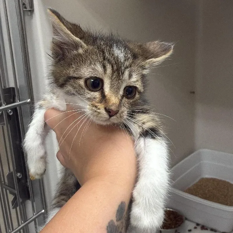 A baby small-sized male Brown / Chocolate Domestic Short Hair cat named Andy for adoption in Rocky Mount, VA