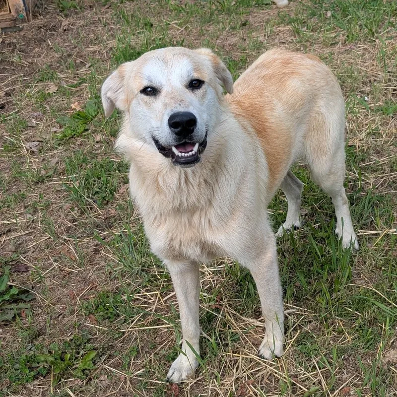 An adult large-sized male Yellow / Tan / Blond / Fawn Retriever dog named Dunn for adoption in Jefferson city, TN