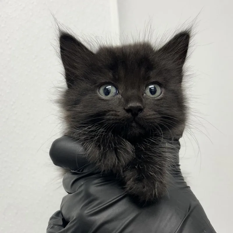 A baby small-sized female Gray / Blue / Silver Domestic Short Hair cat named Tickle Tummy for adoption in Abilene, TX