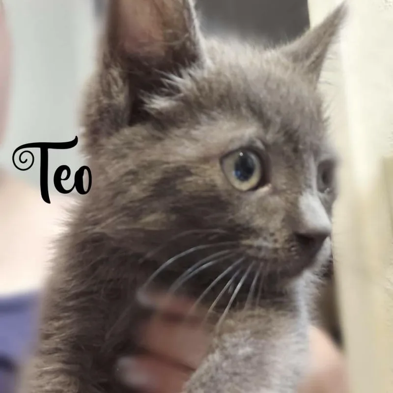 Teodoro thumbnail 3