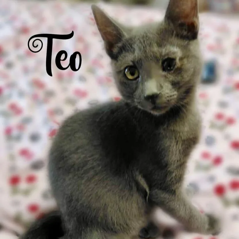Teodoro thumbnail 4