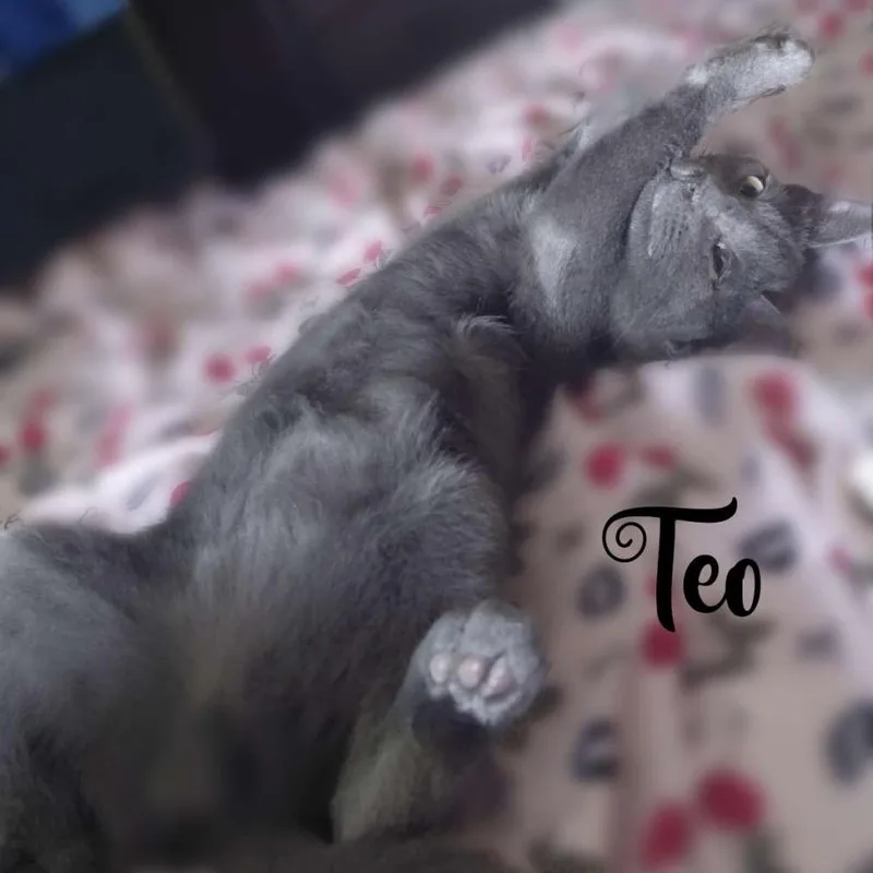 Teodoro thumbnail 5