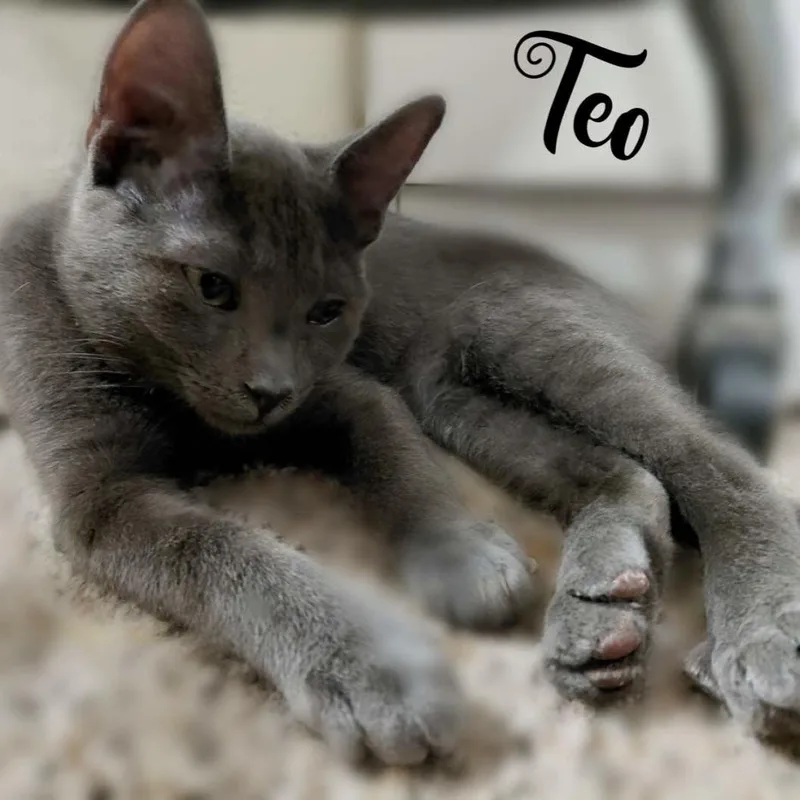 Teodoro thumbnail 6