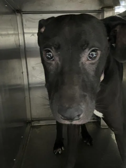 A baby large-sized male Mixed Breed dog named Rolly for adoption in Dallas, TX