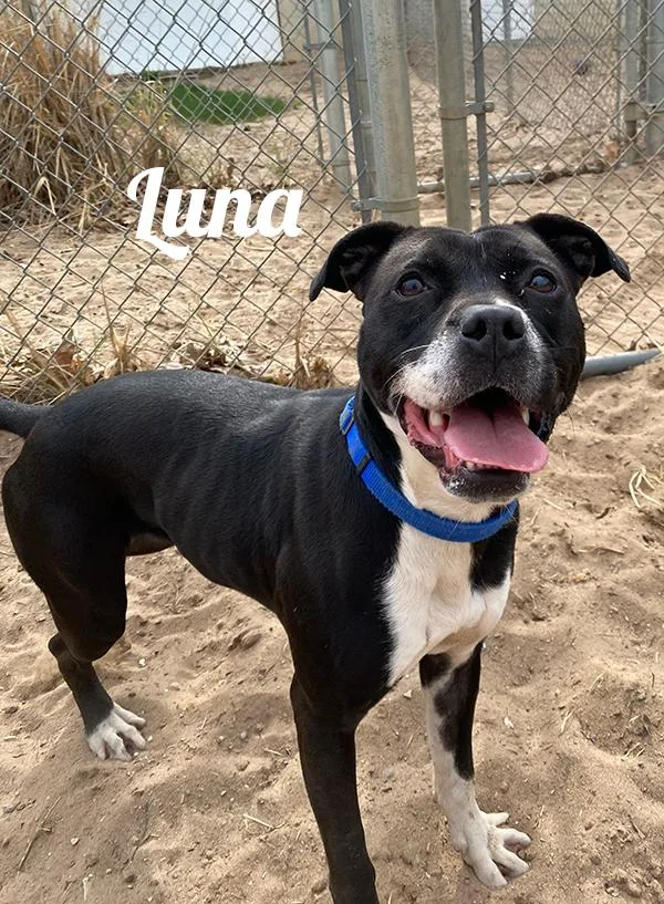An adult medium-sized female Black Pit Bull Terrier dog named Luna for adoption in Prudenville, MI