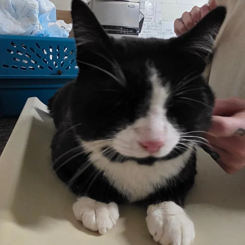 Licorice thumbnail 2