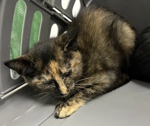 A baby small-sized female Domestic Short Hair cat named Sf Fiona for adoption in Lawrenceville, GA