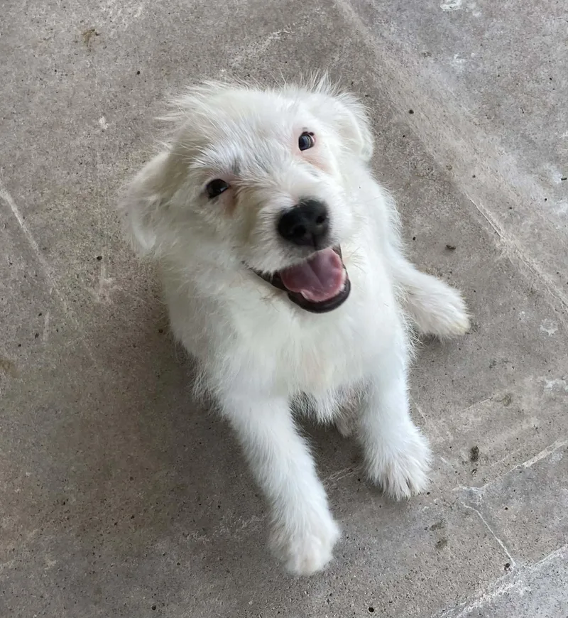 A baby medium-sized female Australian Terrier dog named Icee for adoption in Media, PA
