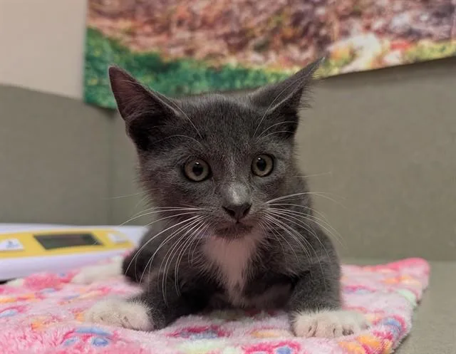 A baby small-sized male Domestic Short Hair cat named Spike for adoption in Moreno Valley, CA