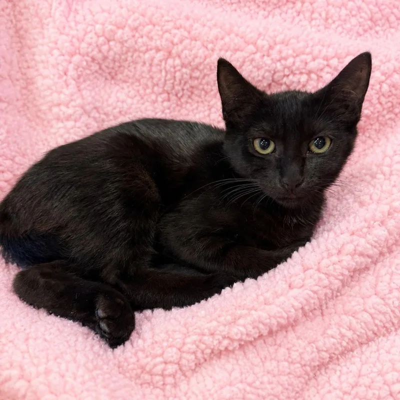 A baby medium-sized female Black Domestic Short Hair cat named Sweet Valley Girl for adoption in Glendora, CA