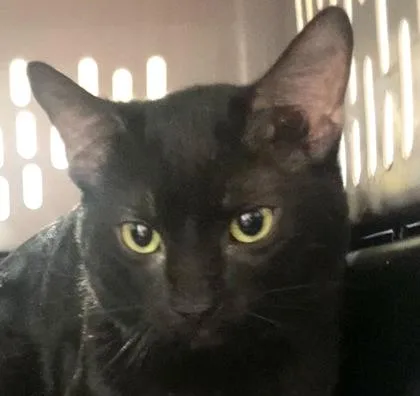 An adult medium-sized male Domestic Short Hair cat named Dot Matrix for adoption in Cincinnati, OH