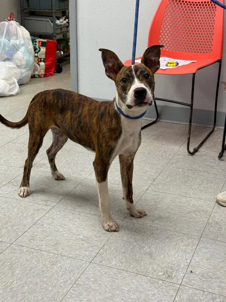 A young medium-sized female Mountain Cur dog named White Lily for adoption in Sorrento, LA