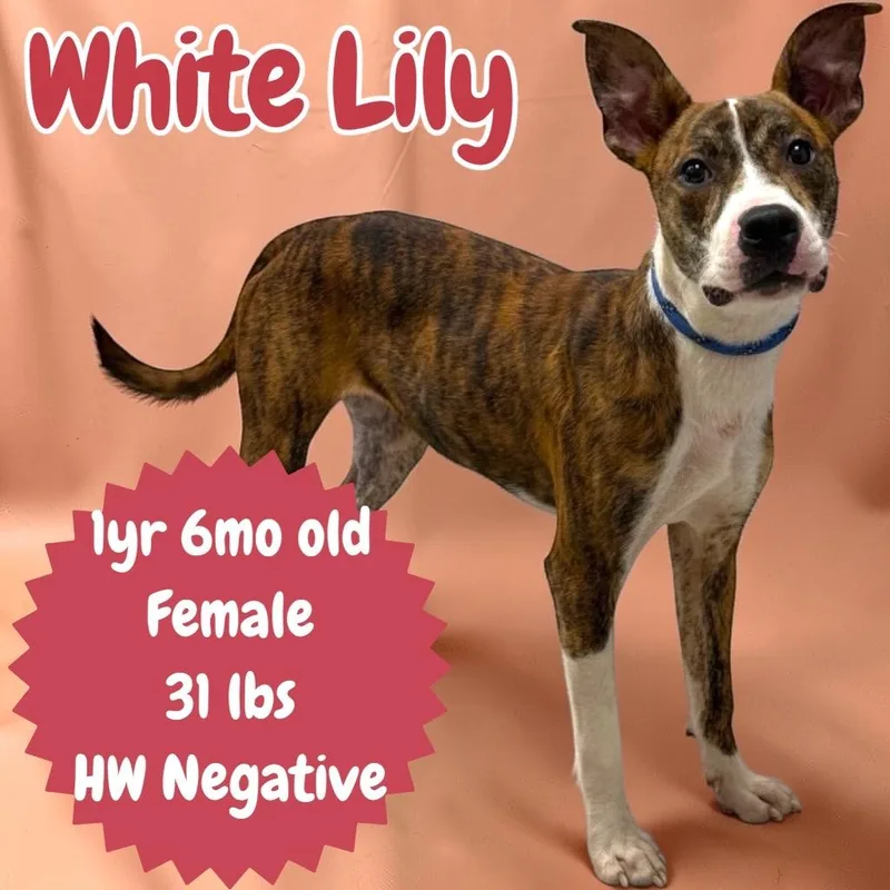 White Lily thumbnail 2