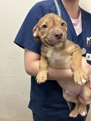 A baby small-sized male American Staffordshire Terrier dog named a Professor Utonium for adoption in North Charleston, SC