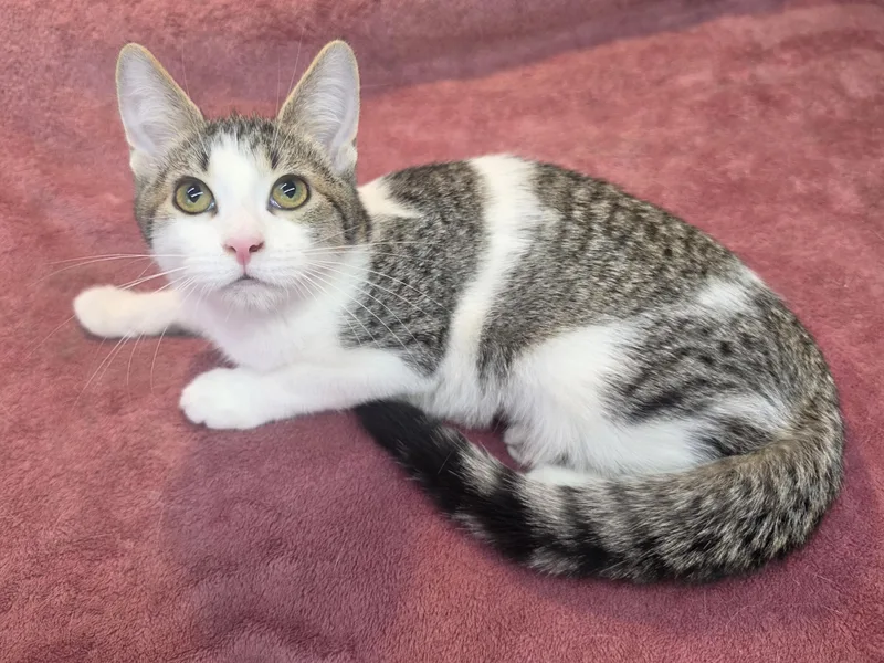 A baby small-sized female Tabby (Gray / Blue / Silver) Domestic Short Hair cat named Flower for adoption in Avon Lake, OH