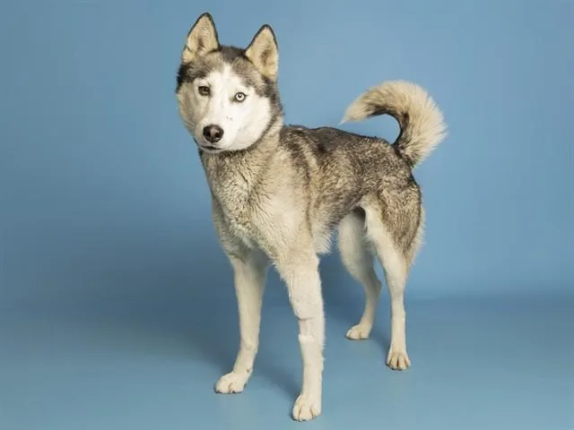 An adult medium-sized female Husky dog named Zoey for adoption in Phoenix, AZ