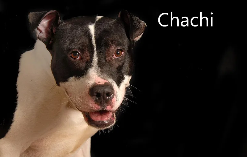 Chachi