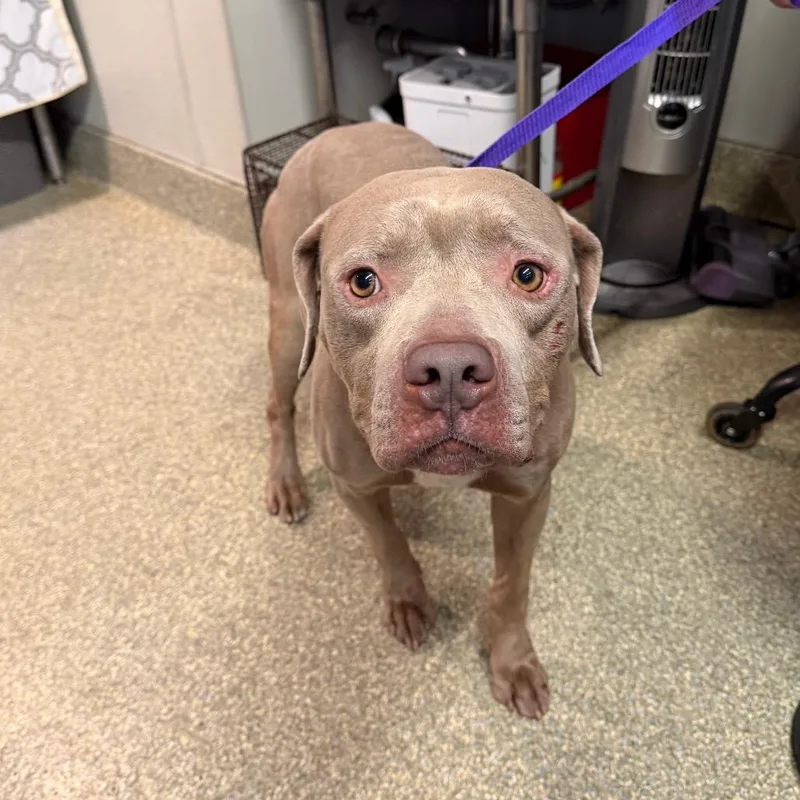 An adult small-sized male Yellow / Tan / Blond / Fawn Pit Bull Terrier dog named IVHSStray for adoption in San Gabriel, CA