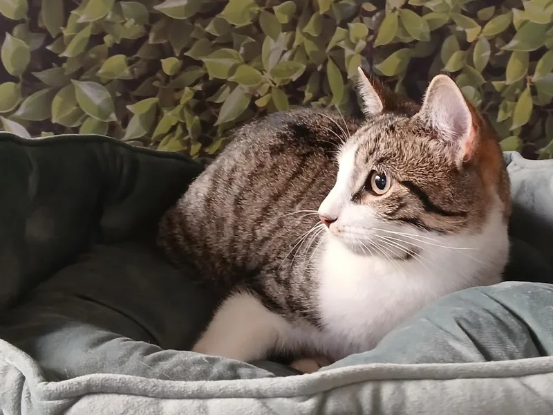 A baby large-sized male Domestic Short Hair cat named Ash for adoption in Fort Worth, TX