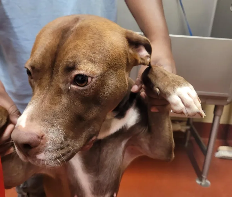 A young medium-sized female Mixed Breed dog named Katana for adoption in Douglasville, GA